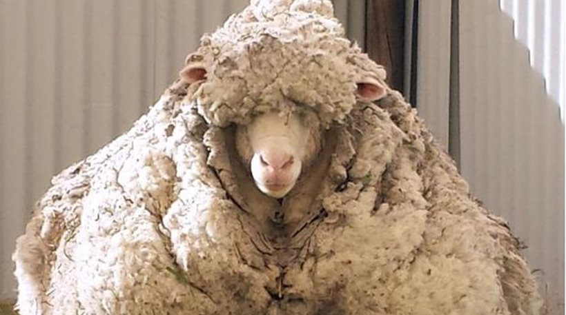 Αυστραλία: Αυτό είναι το πιο μεγάλο πρόβατο του κόσμου! [εικόνες]